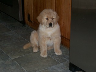 GOLDEN-B-BEAR Kennels, Golden Retrievers - Plymouth, New Hampshire